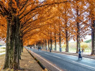 生きた化石！紅葉に加え落葉までする針葉樹メタセコイアの名物並木！【滋賀県高島市】