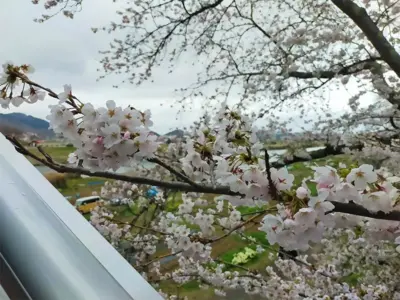 来年試してみて！筆者がこっそり行っている一目千本桜をもっと楽しむ方法3選【柴田町・大河原町】