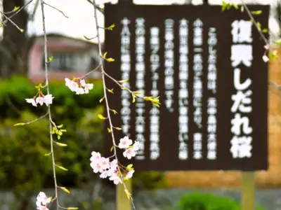 小室哲哉氏が植樹した“復興しだれ桜”、今年も春を彩る【福島県中島村】