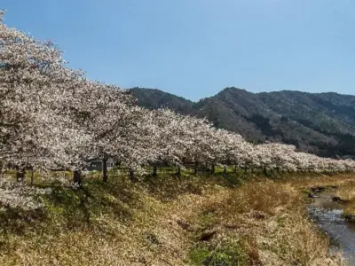壮観！総延長約20キロの桜並木！【丹波篠山市・三田市】