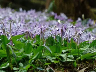 西日本ではまれなカタクリ群生地が満開に！【兵庫県丹波市】