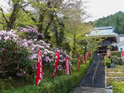 シャクナゲ寺は花見客でいっぱい！【兵庫県丹波篠山市】