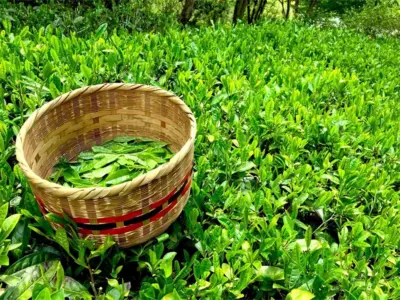 茶どころの八十八夜、茶摘み体験と新茶を飲んで健康に！？【福岡県八女市】