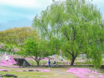 たった一人の想いが、春の絶景に。天童・芝桜の丘、今が見頃【山形県天童市】