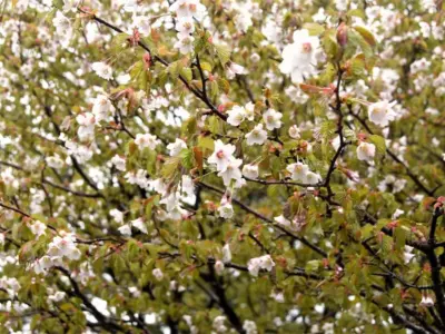 5月に咲く“最後の桜”ミネザクラ　標高1600mで春に出会う【福島県福島市】