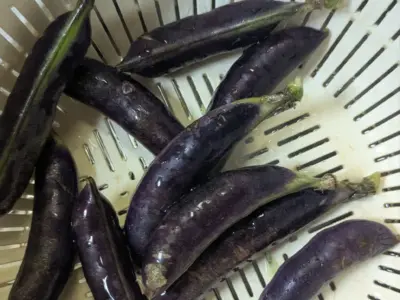 ツタンカーメンのお供え物！？神秘に包まれた紫えんどう【長崎県壱岐市】