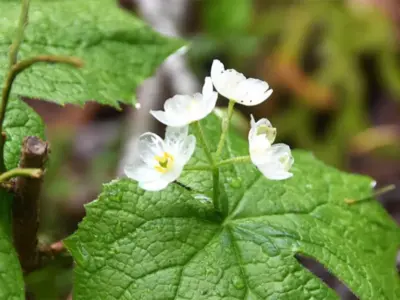 透明でスケスケの花「サンカヨウ」が見ごろに。出会えたら奇跡！【福島県福島市】