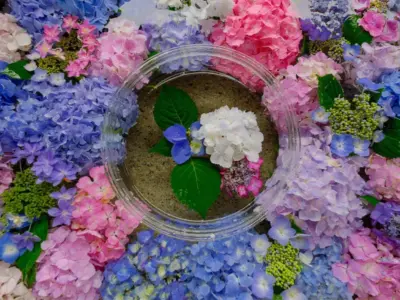 水みくじ体験をしばた紫陽花まつりで 。雨空に咲くご褒美、今が見頃【宮城県柴田町】