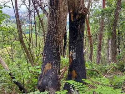 焼け跡に芽吹く命―林野火災から1年、秋葉山の今【山形県南陽市】