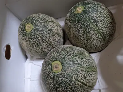 メロンの季節がやってきた！あまーい果汁あふれる壱岐産アムスメロン【長崎県壱岐市】