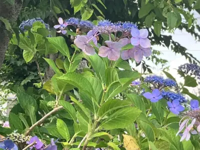 白壁の町並みから、「夏の音」が聴こえてくるお散歩【福岡県八女市】
