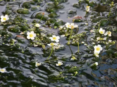 清流に揺れる白い宝石「バイカモ」ー水中花が魅せる涼やかな感動の景色【福島県郡山市】