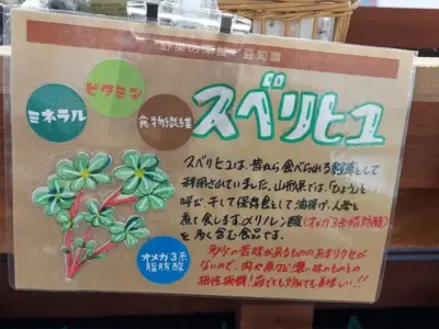 驚きのローカルフード!？ “そこら辺の草”スベリヒユを食べてみたら【米沢市・会津坂下町・湯川村】