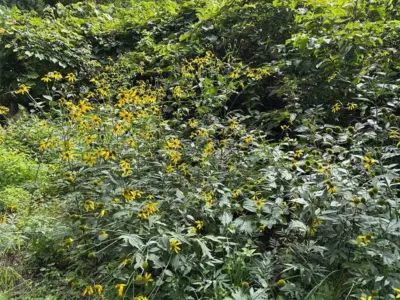 「オオハンゴンソウ」から見る院内銀山の外交の歴史【秋田県湯沢市】