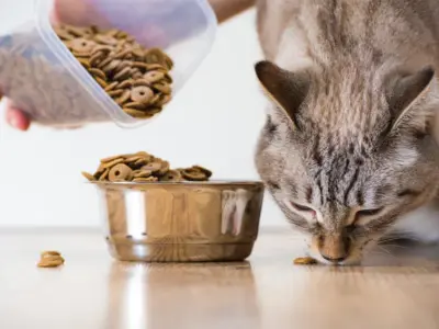 動物実験廃止の波が押し寄せる、ペット用品業界の対応策とは