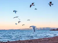 鳥の羽毛DNAで明かされる未解明の繁殖地