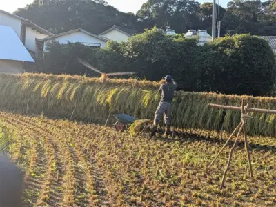 枝を打ち、束ねた稲をかける。昔ながらの稲刈りで歴史をつなぐ壱岐の米作り【長崎県壱岐市】