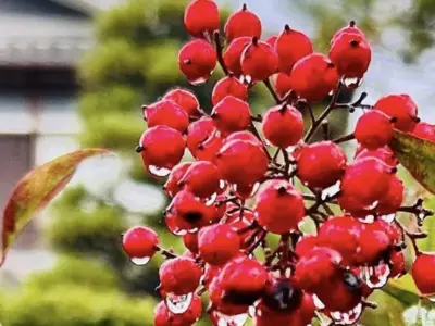 140回も続く篠山早朝散歩＆朝カフェ会「日常と旅行の合間にある早朝の世界の魅力」とは【兵庫県丹波篠山市】