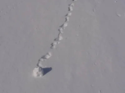 「寒の内」のスノーボール。地吹雪の朝に見つけた光景【宮城県加美町】