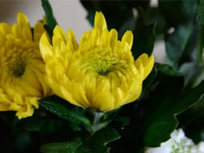 「ばえる」八女電照菊と1枚の絵画で八女の今と昔がつながった【福岡県八女市】