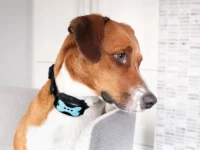 ペット・ウェアラブルの急成長：未病を防ぐバイタルデータ活用の新潮流