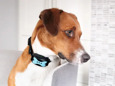 ペット・ウェアラブルの急成長：未病を防ぐバイタルデータ活用の新潮流