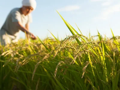 食卓から消える国産品？食料自給率の危機と私たちが向き合うべき現実