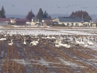 白鳥の鳴き声は季節限定の特別な「アラーム」。朝日に包まれ輝くマイナス5度の世界【宮城県加美町】
