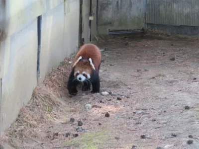 レッサーパンダは「友好の使者」？冷え込む日中関係のなか、仙台市と長春市は？【宮城県仙台市】