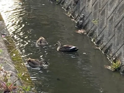 どぶ川だった用水路にカルガモ発見！下水道整備のおかげか？【福岡県八女市】