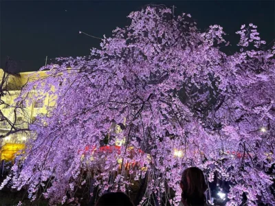 昼の顔とは全く違う妖艶な美しさ！昼も夜も心が奪われる、鶴舞公園の桜が見頃に【愛知県名古屋市】