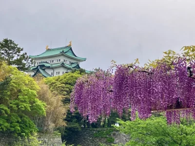 名古屋城を望む「藤の回廊」が見ごろ　春を感じる散策路 【愛知県名古屋市】