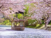 花見の起源は桜ではなかった？：梅から桜へと変わった日本人の美意識の変遷