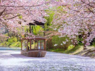 花見の起源は桜ではなかった？：梅から桜へと変わった日本人の美意識の変遷