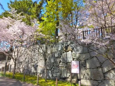 「舞姫」の名を冠した桜が開花。森鴎外と小倉の意外な接点【福岡県北九州市】