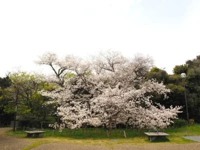 竜が地をはう姿！？樹齢400年の臥龍桜【福岡県福岡市】