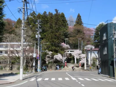 伊達政宗公を祀る青葉神社の春の風物詩。由緒ある登録有形文化財・仙台の花見スポット！【宮城県仙台市】