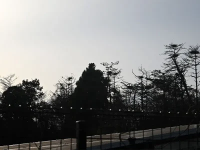 アオサギが営む静かな命の現場　通勤路の高木に現れた「もうひとつの春」【福島県須賀川市】