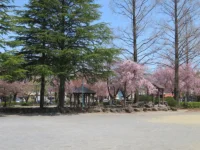 仙台市民が教える桜スポット。かつてビールにも使われた名水があった清水沼公園。【宮城県仙台市】