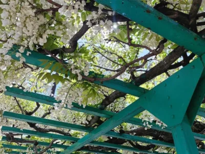 季節は桜から藤へ。小さな公園で白藤の藤棚を見つけてびっくり【三重県四日市市】