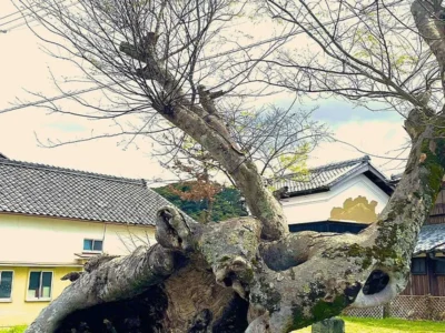 倒れてもなお生きる。樹齢500年の生命力みなぎるケヤキ【京都府南丹市】