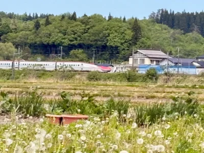 希少な日本タンポポ畑を「撮り鉄」の聖地に！！タンポポを通じた地域の活性化を目指す【秋田県大仙市】