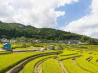 地方創生の波に乗れない若者――地元に残ることの現実とリスク
