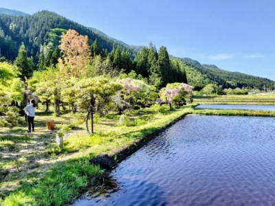 まるで田んぼに浮かんだ楽園のよう。豪雪を乗り越えて咲く藤の競演に息をのむ【秋田県大館市】
