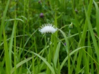 幻の白いアザミ…野に咲く奇跡、シロバナノアザミ【兵庫県丹波篠山市】