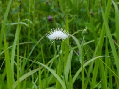 幻の白いアザミ…野に咲く奇跡、シロバナノアザミ【兵庫県丹波篠山市】