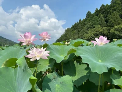 五感で楽しむ花はす。触れて、食して「身近に感じてほしい」魅力を再発見！【福井県南越前町】