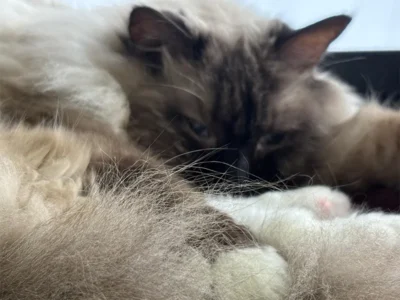 長寿猫とまったり過ごせる猫カフェ。猫への愛情がたっぷりな店長の保護猫への思いとは【山形県山形市】