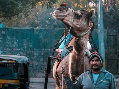 かつて“砂漠の船”と呼ばれたラクダたち。インド・ラジャスタン州に受け継がれるラクダとの共生文化【インド・ジョードプル・サワイマドプール】